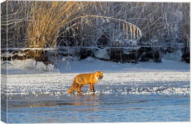 Red Fox in Winter Canvas Print by Arterra 