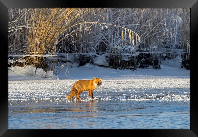 Red Fox in Winter Framed Print by Arterra 