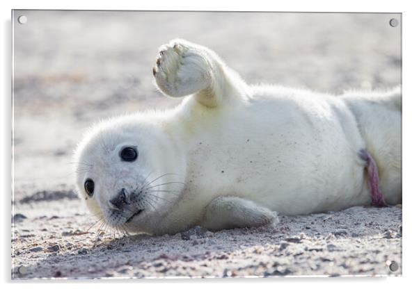 Waving Seal Pup Acrylic by Arterra 