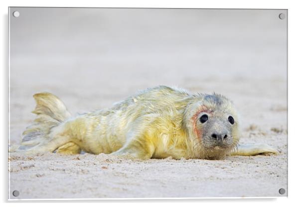 Newborn Seal Pup Acrylic by Arterra 