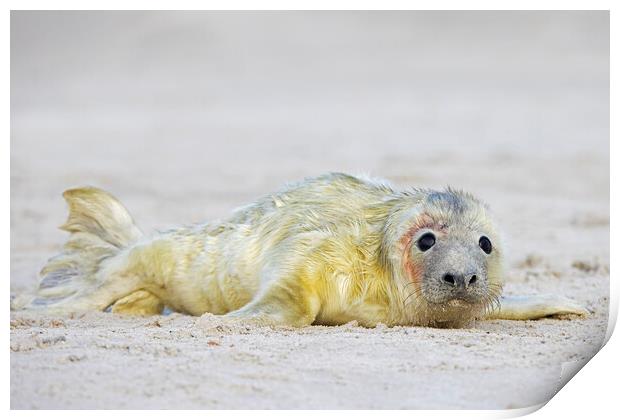 Newborn Seal Pup Print by Arterra 