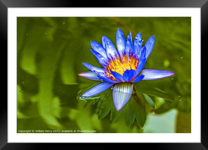 Blue Egyptian Water Lily Vizcaya Garden Miami Florida Framed Mounted Print by William Perry