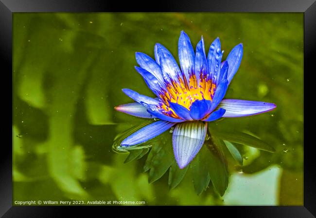 Blue Egyptian Water Lily Vizcaya Garden Miami Florida Framed Print by William Perry