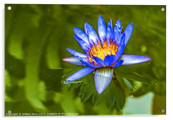 Blue Egyptian Water Lily Vizcaya Garden Miami Florida Acrylic by William Perry