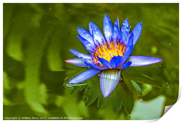Blue Egyptian Water Lily Vizcaya Garden Miami Florida Print by William Perry
