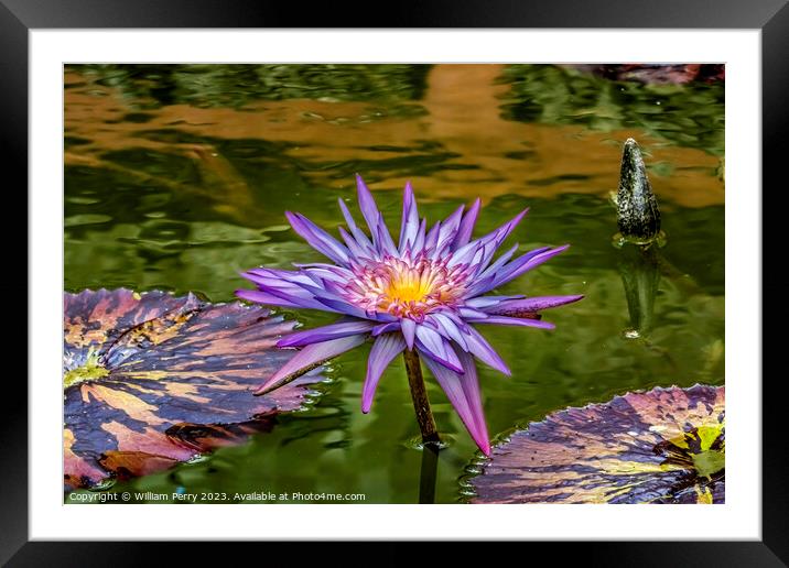 Purple Pink Foxfire Water Lily Vizcaya Garden Miami Florida Framed Mounted Print by William Perry