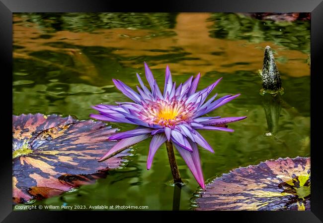 Purple Pink Foxfire Water Lily Vizcaya Garden Miami Florida Framed Print by William Perry