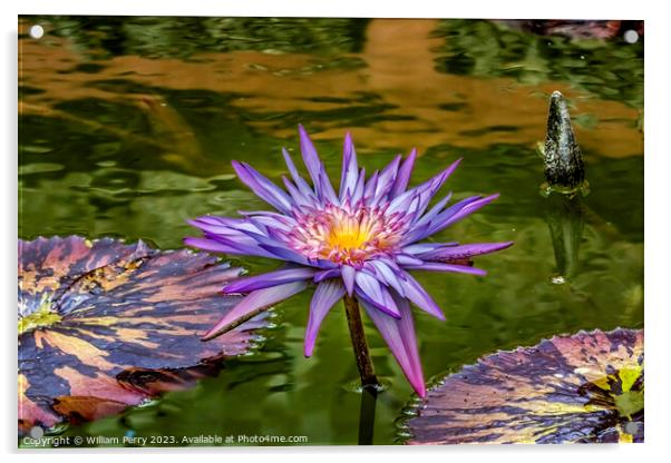 Purple Pink Foxfire Water Lily Vizcaya Garden Miami Florida Acrylic by William Perry