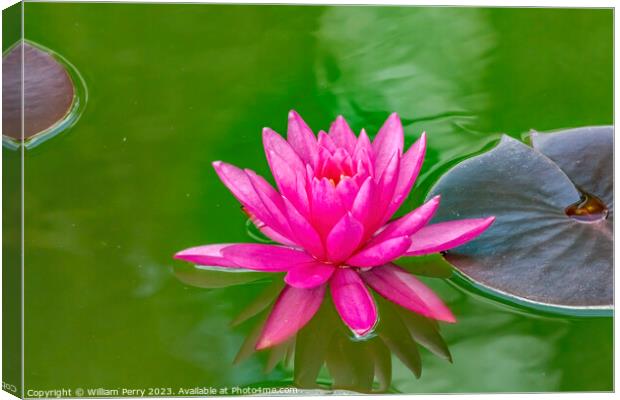 Pink Miss Siam Water Lily Vizcaya Garden Miami Florida Canvas Print by William Perry
