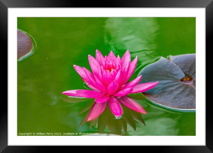 Pink Miss Siam Water Lily Vizcaya Garden Miami Florida Framed Mounted Print by William Perry