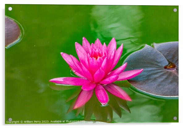 Pink Miss Siam Water Lily Vizcaya Garden Miami Florida Acrylic by William Perry