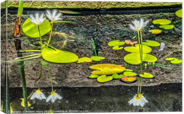 White Water Snowflake Flowers Aquatic Plants Vizcaya Garden Miam Canvas Print by William Perry