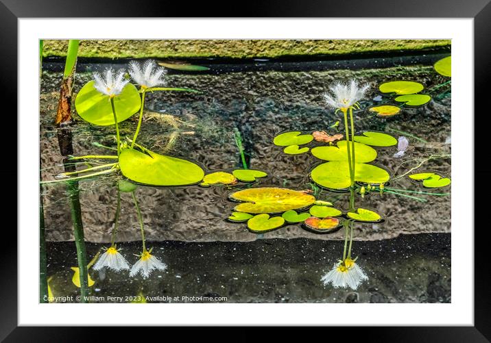 White Water Snowflake Flowers Aquatic Plants Vizcaya Garden Miam Framed Mounted Print by William Perry