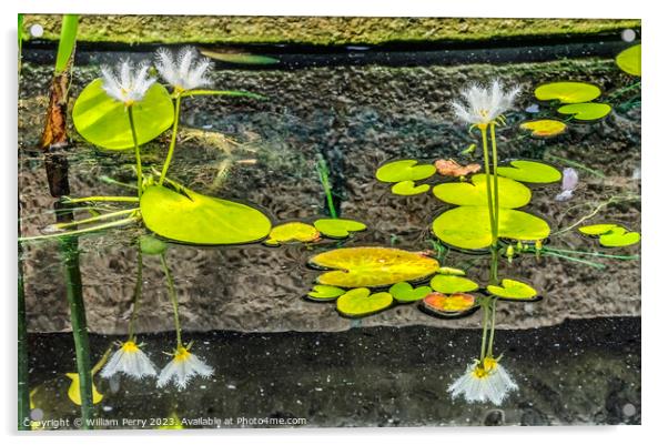 White Water Snowflake Flowers Aquatic Plants Vizcaya Garden Miam Acrylic by William Perry