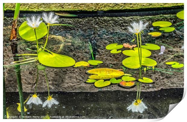 White Water Snowflake Flowers Aquatic Plants Vizcaya Garden Miam Print by William Perry