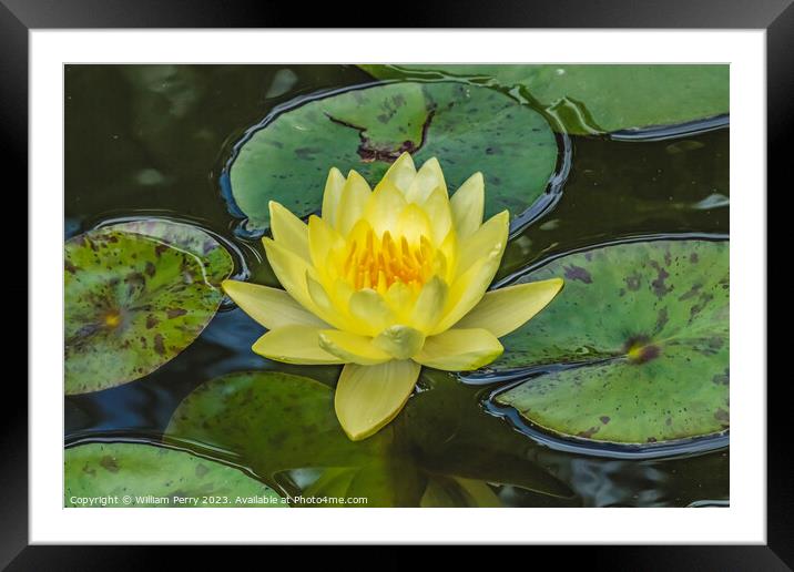 Yellow Sunrise Water Lily Vizcaya Garden Miami Florida Framed Mounted Print by William Perry