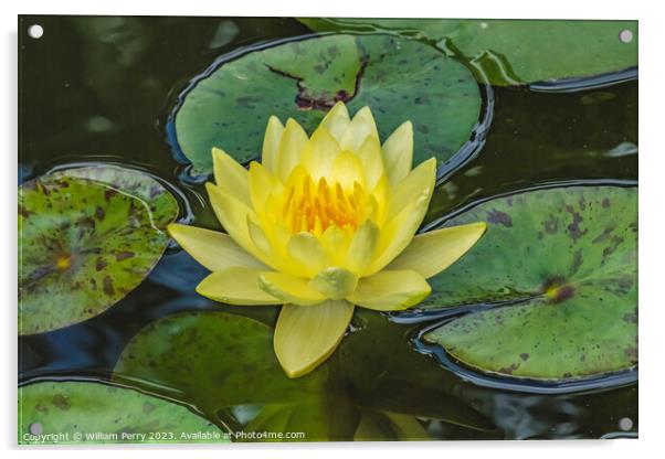 Yellow Sunrise Water Lily Vizcaya Garden Miami Florida Acrylic by William Perry