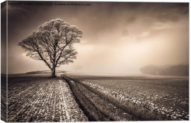 This lone tree is a crank Canvas Print by Peter Stuart
