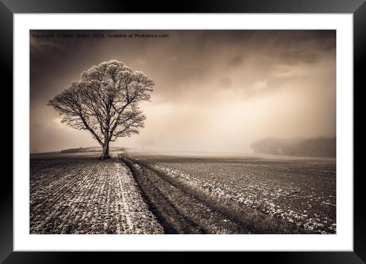 This lone tree is a crank Framed Mounted Print by Peter Stuart