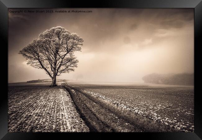 This lone tree is a crank Framed Print by Peter Stuart