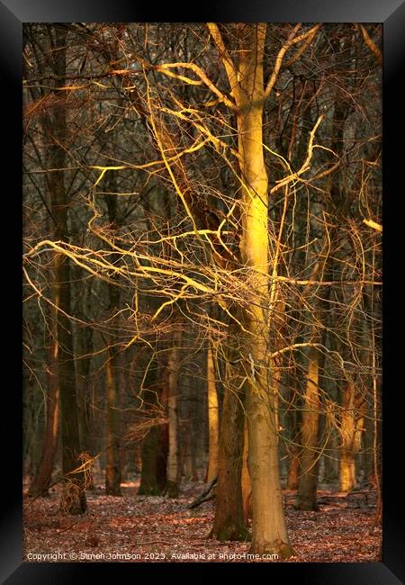 woodland architecture Framed Print by Simon Johnson