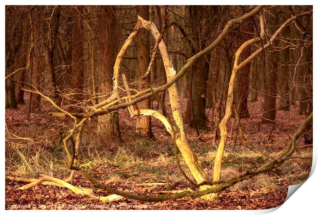 woodland shapes Print by Simon Johnson