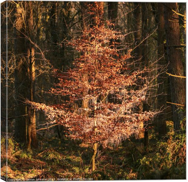 A tree in a forest Canvas Print by Simon Johnson