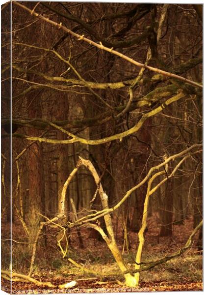 woodland shapes Canvas Print by Simon Johnson