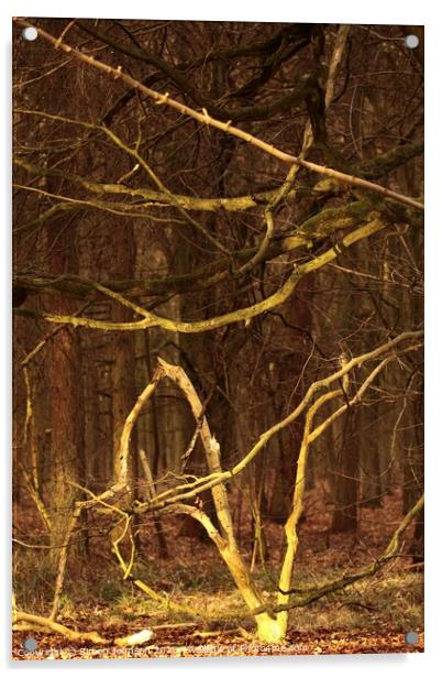 woodland shapes Acrylic by Simon Johnson