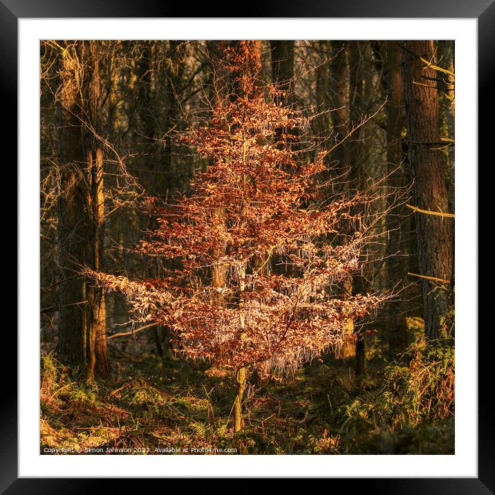 Sunlit  tree Framed Mounted Print by Simon Johnson