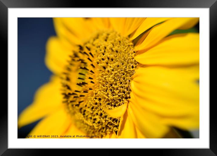 Closeup of a Blossoming Sunflower Framed Mounted Print by Will Elliott
