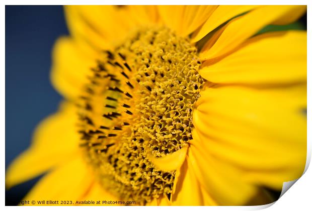 Closeup of a Blossoming Sunflower Print by Will Elliott