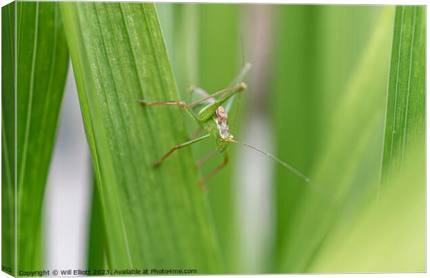 A Speckled Bush-cricket Canvas Print by Will Elliott