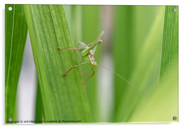 A Speckled Bush-cricket Acrylic by Will Elliott