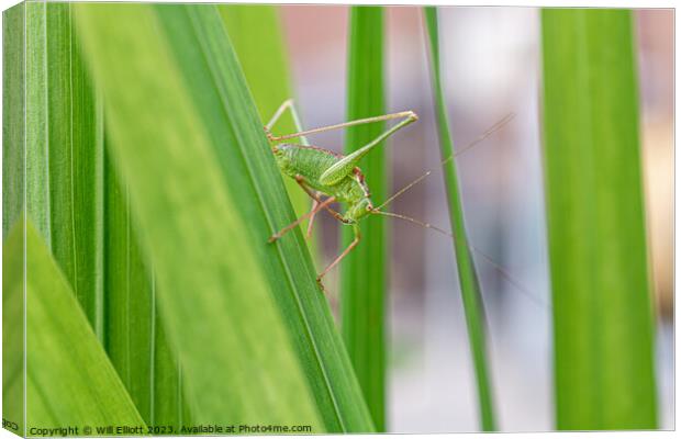A Speckled Bush-cricket Canvas Print by Will Elliott
