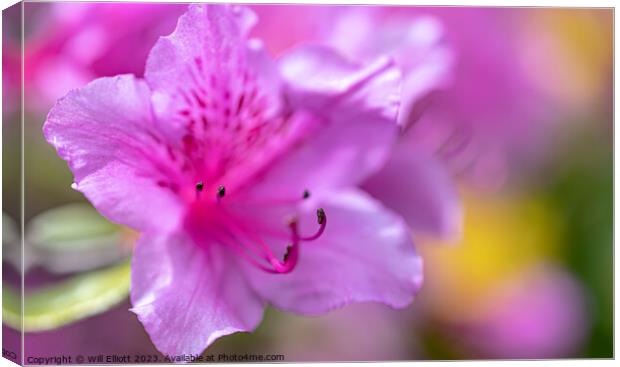 A Rhododendron Canvas Print by Will Elliott