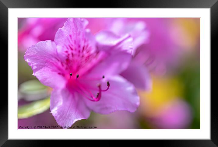 A Rhododendron Framed Mounted Print by Will Elliott
