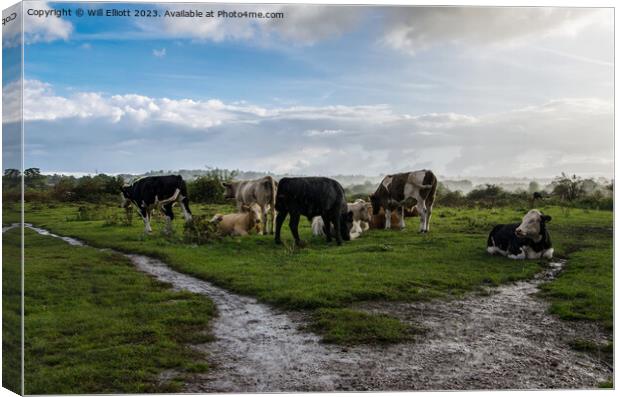 Cows Relaxing Together in the Rain Canvas Print by Will Elliott