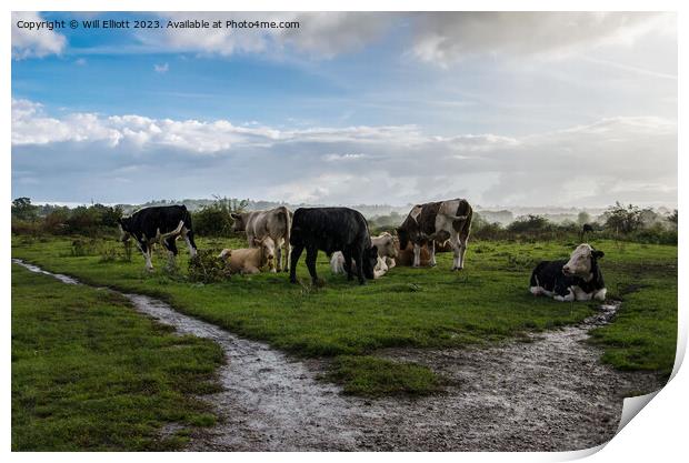 Cows Relaxing Together in the Rain Print by Will Elliott