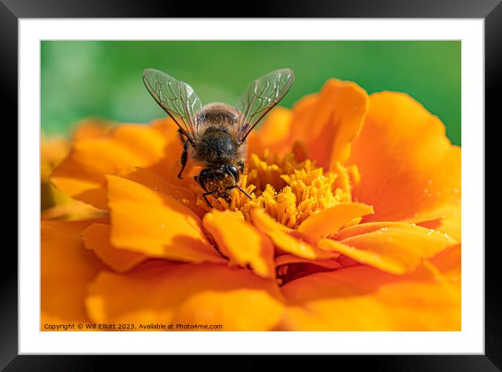 A Bee on a Marigold Flower Framed Mounted Print by Will Elliott