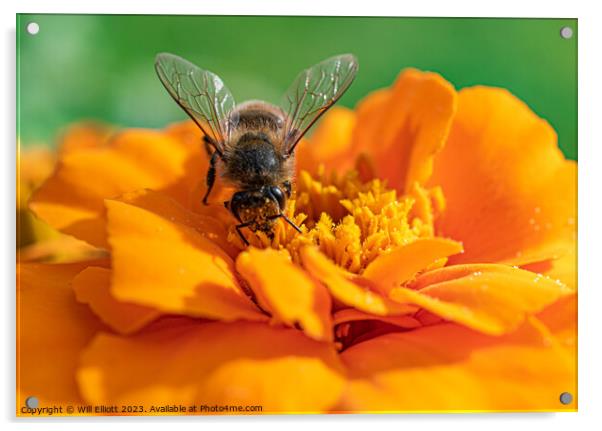 A Bee on a Marigold Flower Acrylic by Will Elliott