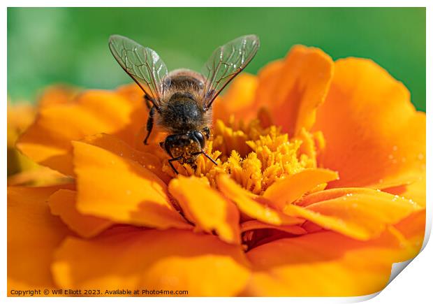 A Bee on a Marigold Flower Print by Will Elliott
