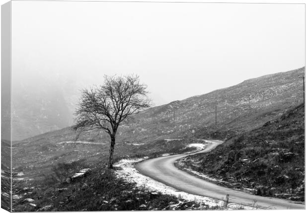 Glen Etive Winter Tree Canvas Print by Anthony McGeever