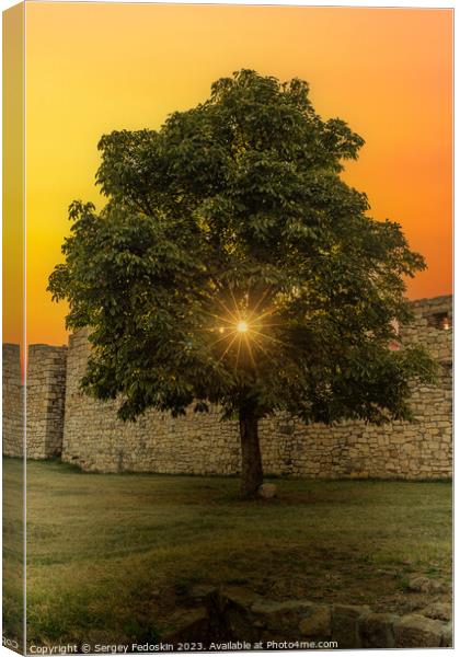 Tree at sunset time. Kalemegdan Fortress in Belgrade. Serbia. Canvas Print by Sergey Fedoskin