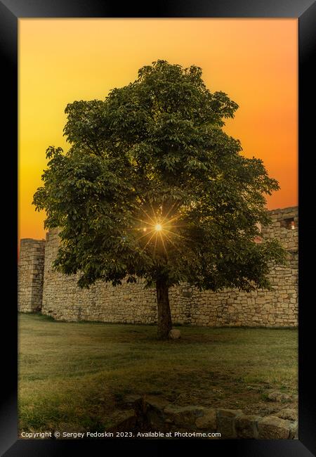 Tree at sunset time. Kalemegdan Fortress in Belgrade. Serbia. Framed Print by Sergey Fedoskin
