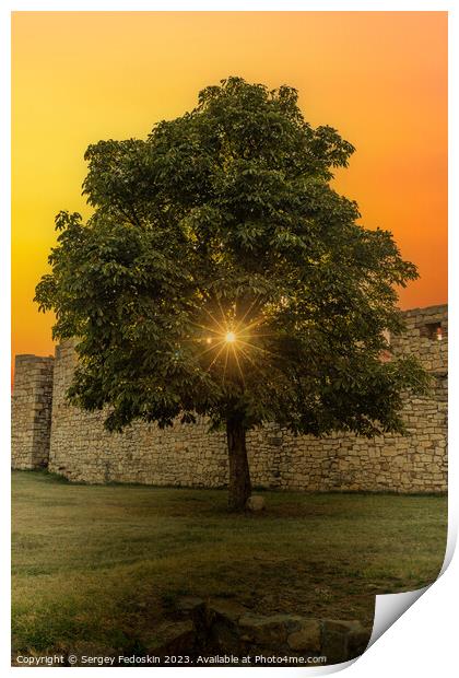 Tree at sunset time. Kalemegdan Fortress in Belgrade. Serbia. Print by Sergey Fedoskin
