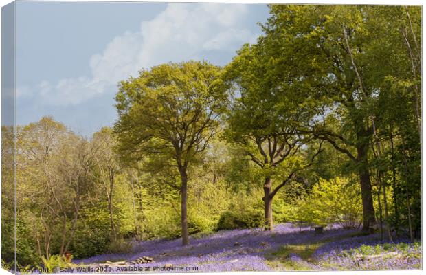 East Sussex Bluebell woods Canvas Print by Sally Wallis