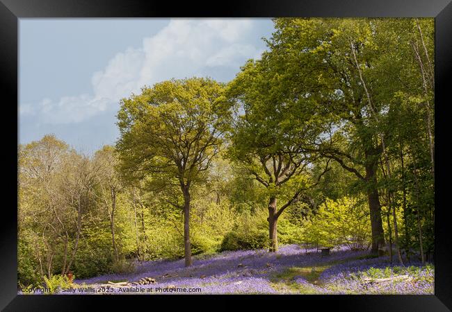 East Sussex Bluebell woods Framed Print by Sally Wallis