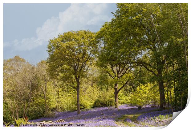 East Sussex Bluebell woods Print by Sally Wallis