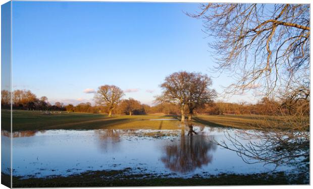 Oaks reflected in flooded fields Canvas Print by Sally Wallis